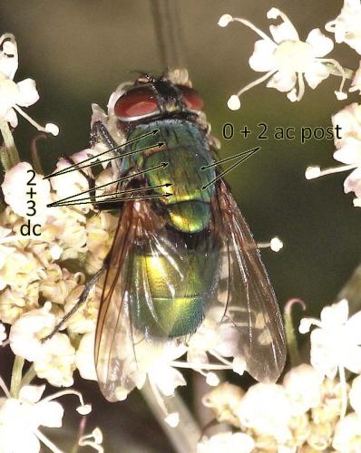 Lucilia ampullacea
